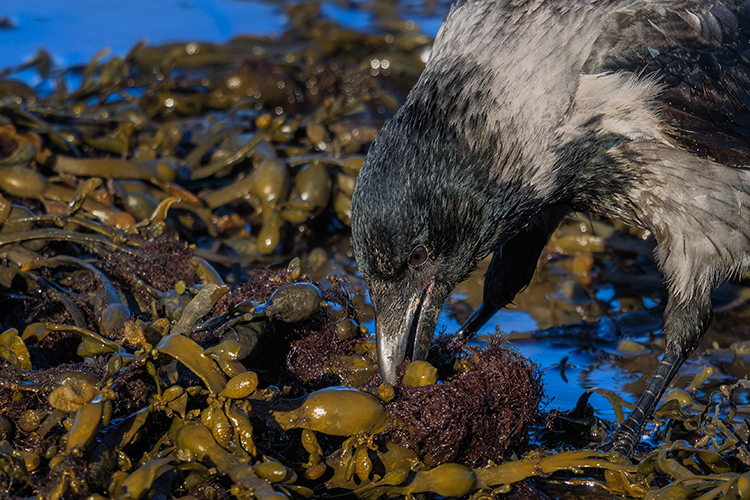 hooded crow inverness Scotland